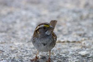 a white-crowned sparrow